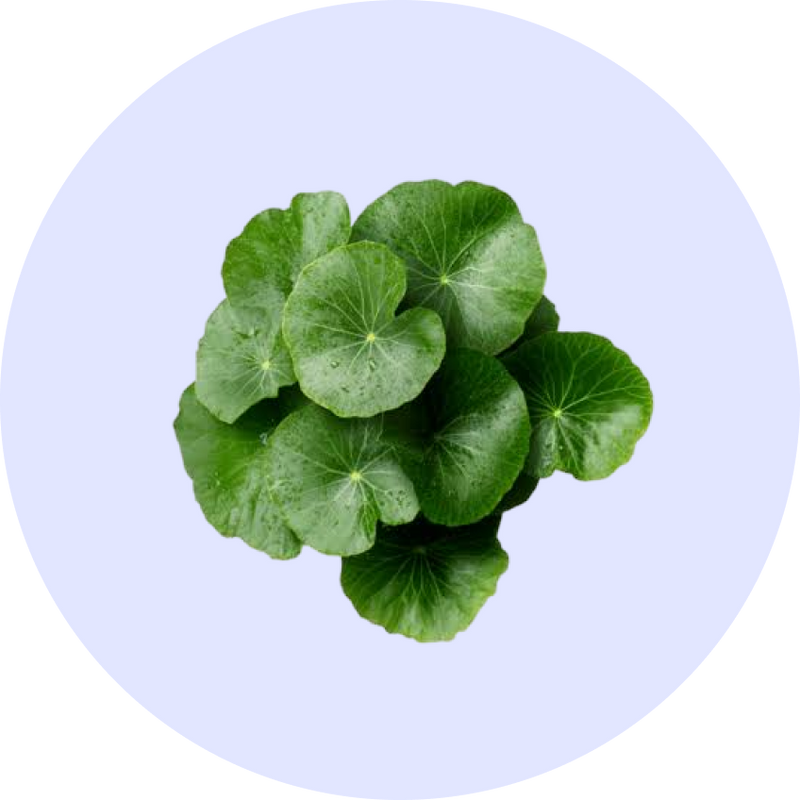 Centella Asiatica