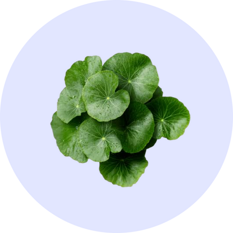 Centella Asiatica